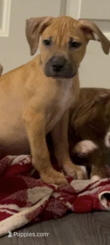 Male 1 – American Pit Bull Terrier puppy for sale in Morristown, NJ