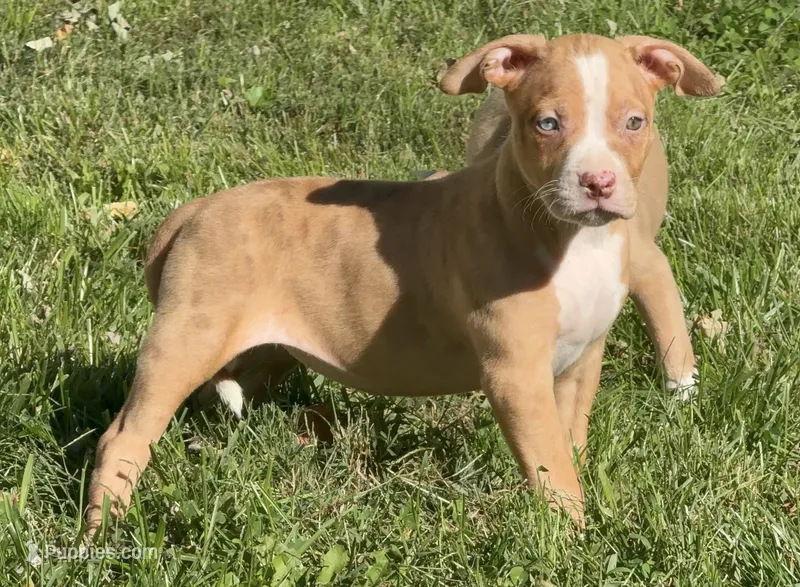 Pup 2 – American Bully puppy for sale in Morristown, NJ