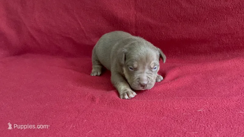 Tri color male 2 – American Bully puppy for sale in Morristown, NJ