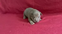 Tri color male 2, a male American Bully for sale in Morristown, NJ – 1 of 8