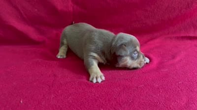Tri color male 3, a male American Bully for sale in Morristown, NJ – 8 of 9