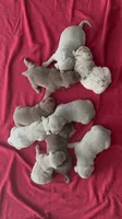Tri color female 1, a female American Bully for sale in Morristown, NJ – 10 of 10