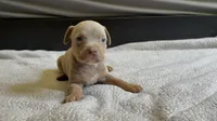 Tri color female 3, a female American Bully for sale in Morristown, NJ – 10 of 10