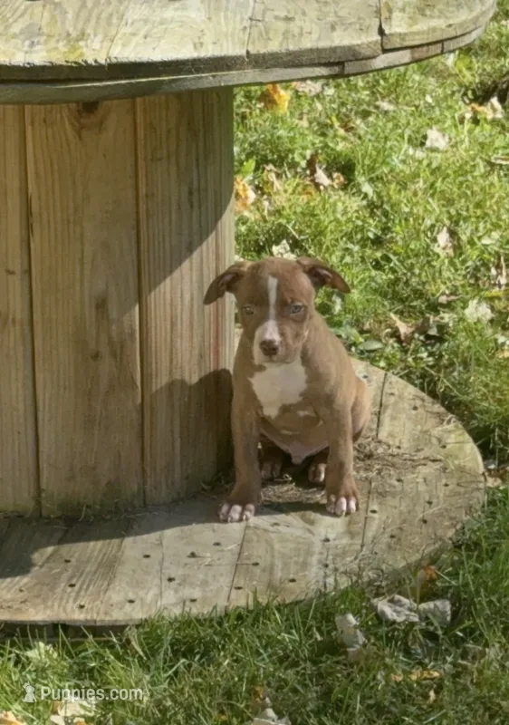 Pup 7 – American Bully puppy for sale in Morristown, NJ