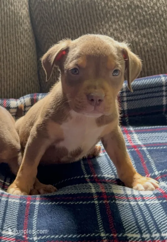 Tri color male 3 – American Bully puppy for sale in Morristown, NJ