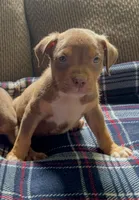 Tri color male 3, a male American Bully for sale in Morristown, NJ – 1 of 10