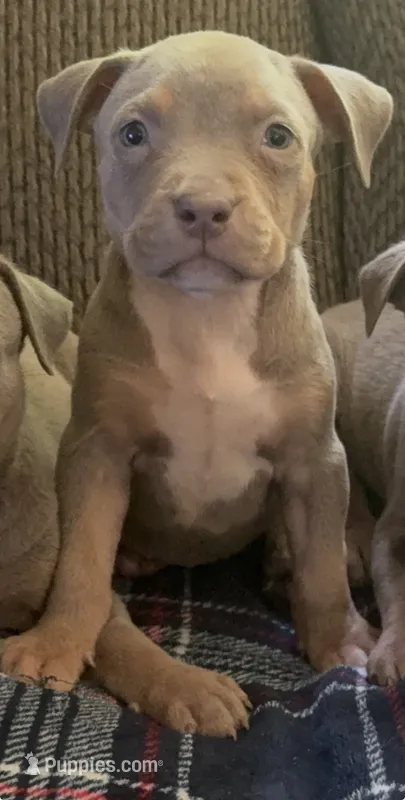 Tri color female 4 – American Bully puppy for sale in Morristown, NJ