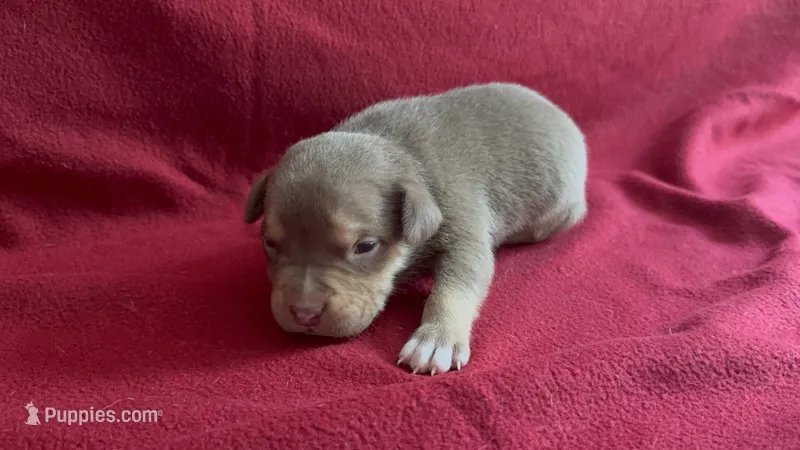 Tri color male 1 – American Bully puppy for sale in Morristown, NJ