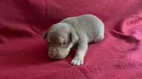 Tri color male 1, a male American Bully for sale in Morristown, NJ – 1 of 8