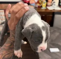 Blue and white female, a female American Bully for sale in Morristown, NJ – 2 of 2