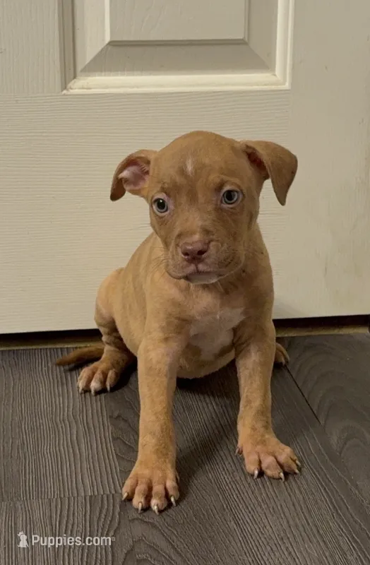 Pup 4 – American Bully puppy for sale in Morristown, NJ
