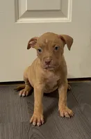 Pup 4, a female American Bully for sale in Morristown, NJ – 1 of 1