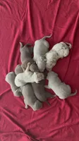 Tri color male 1, a male American Bully for sale in Morristown, NJ – 4 of 8
