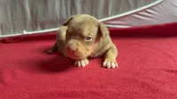 Tri color male 3, a male American Bully for sale in Morristown, NJ – 8 of 10