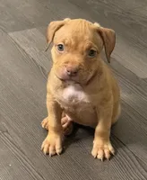 Male 3, a male American Bully for sale in Morristown, NJ – 3 of 3