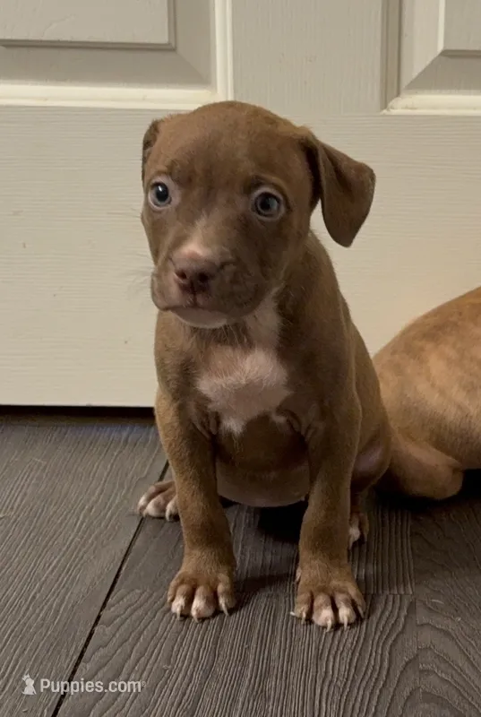 Pup 3 – American Bully puppy for sale in Morristown, NJ