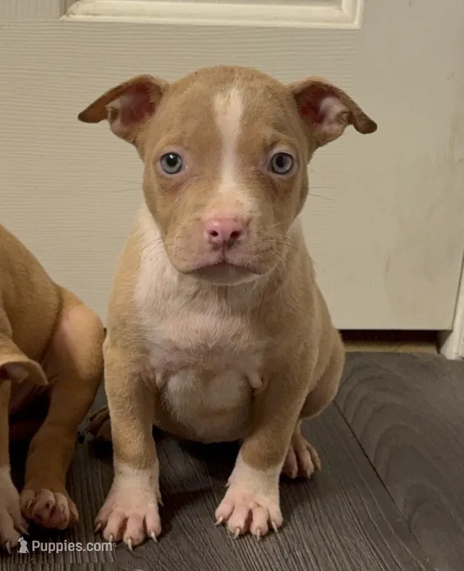 Pup 1 – American Bully puppy for sale in Morristown, NJ