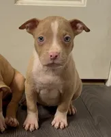 Pup 1, a female American Bully for sale in Morristown, NJ – 1 of 1
