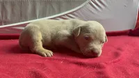 Tri color female 3, a female American Bully for sale in Morristown, NJ – 9 of 10