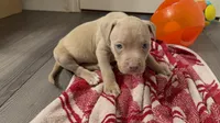 Male 1 XL, a male American Bully for sale in Morristown, NJ – 2 of 4