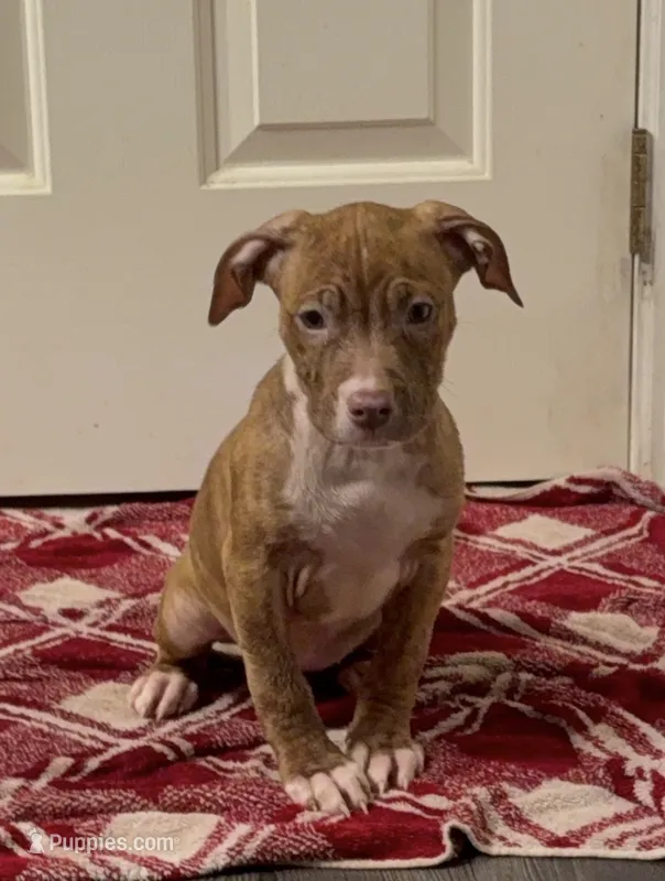 Female 2 – American Pit Bull Terrier puppy for sale in Morristown, NJ