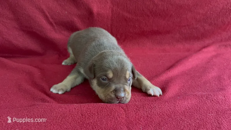 Tri color male 3 – American Bully puppy for sale in Morristown, NJ