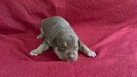 Tri color male 3, a male American Bully for sale in Morristown, NJ – 1 of 9