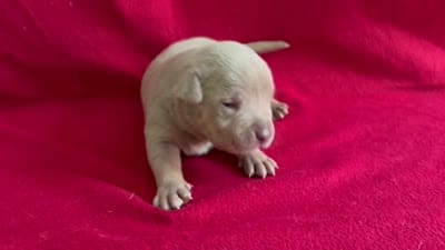 Tri color female 1, a female American Bully for sale in Morristown, NJ – 8 of 10