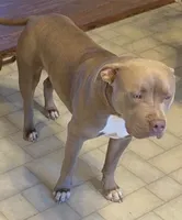 Female 1 XL, a female American Bully for sale in Morristown, NJ – 5 of 8