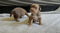 Tri color male 3, a male American Bully for sale in Morristown, NJ – 9 of 10