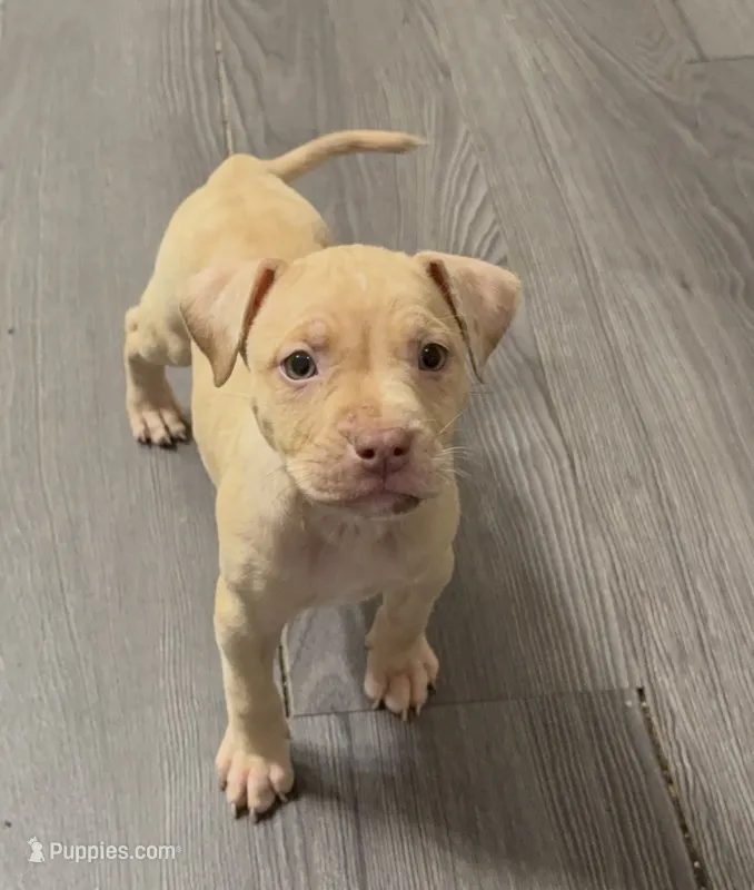 Female 1 – American Bully puppy for sale in Morristown, NJ