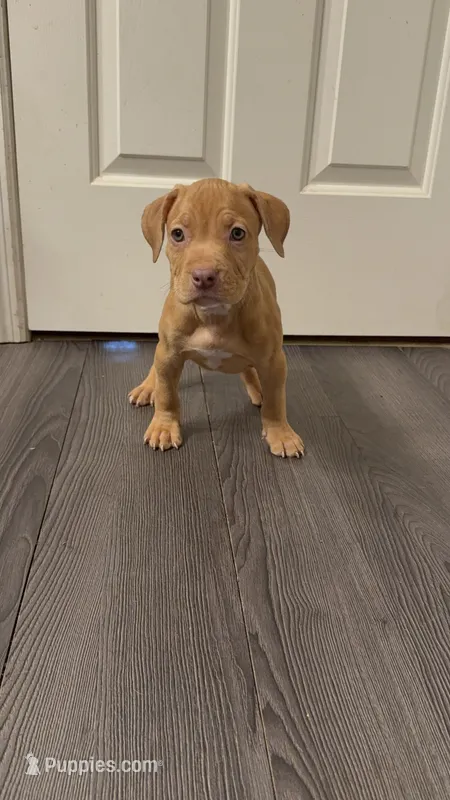 Male 4 – American Bully puppy for sale in Morristown, NJ