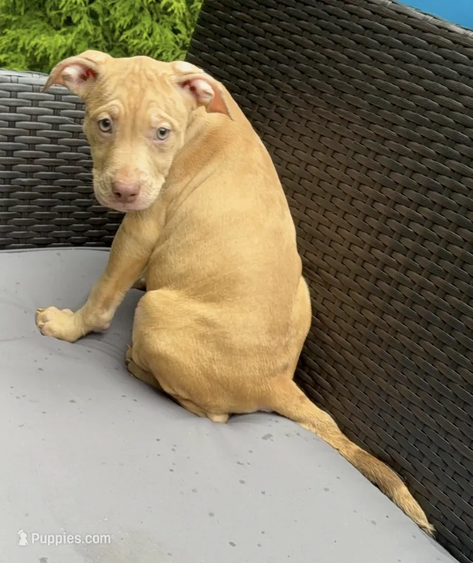 Female 2 merle – American Bully puppy for sale in Morristown, NJ