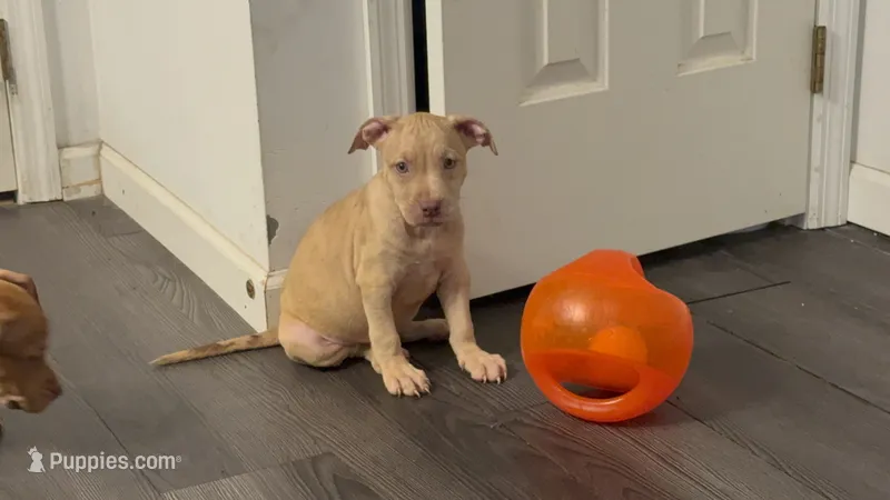 Female 1 – American Bully puppy for sale in Morristown, NJ