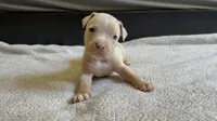 Merle male 2, a male American Bully for sale in Morristown, NJ – 9 of 10