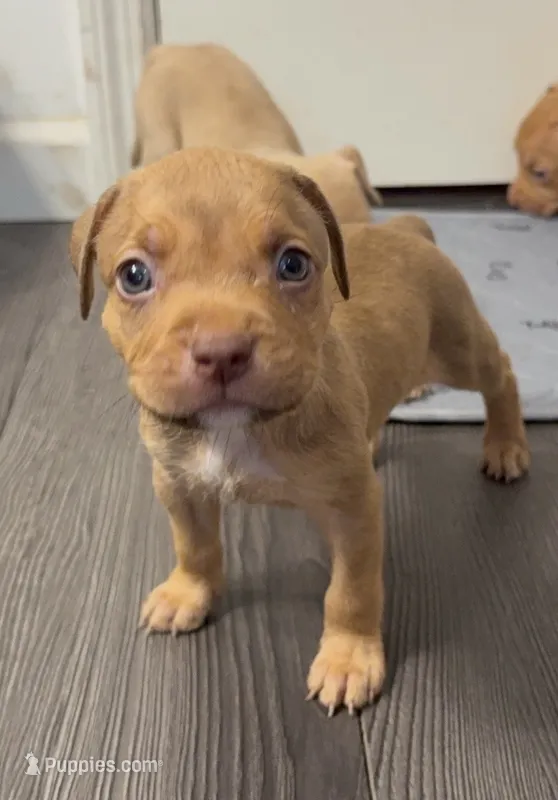 Male 3 – American Bully puppy for sale in Morristown, NJ
