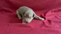 Tri color male 1, a male American Bully for sale in Morristown, NJ – 2 of 8