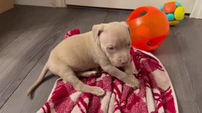 Male 1 XL, a male American Bully for sale in Morristown, NJ – 3 of 4