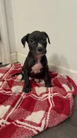 Male 2, a male American Pit Bull Terrier for sale in Morristown, NJ – 1 of 1