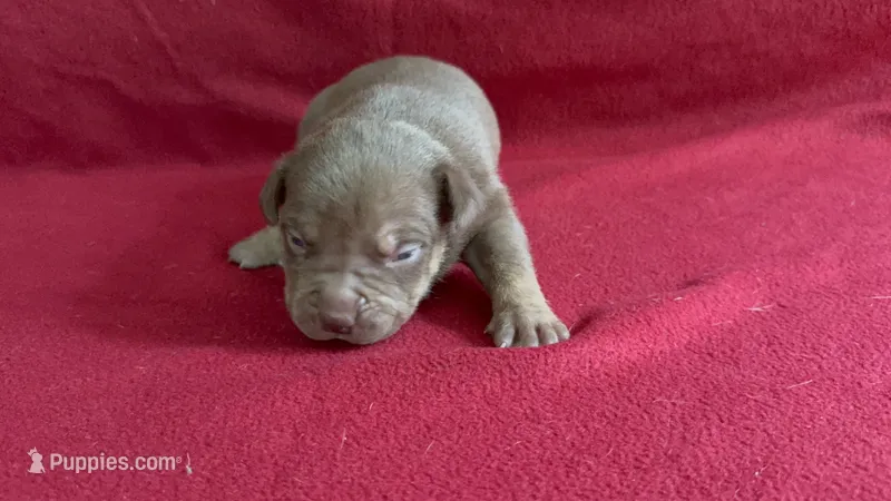 Tri color male 2 – American Bully puppy for sale in Morristown, NJ