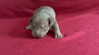 Tri color male 2, a male American Bully for sale in Morristown, NJ – 2 of 8