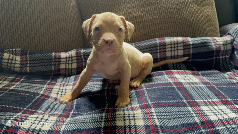 Merle male 2 – American Bully puppy for sale in Morristown, NJ