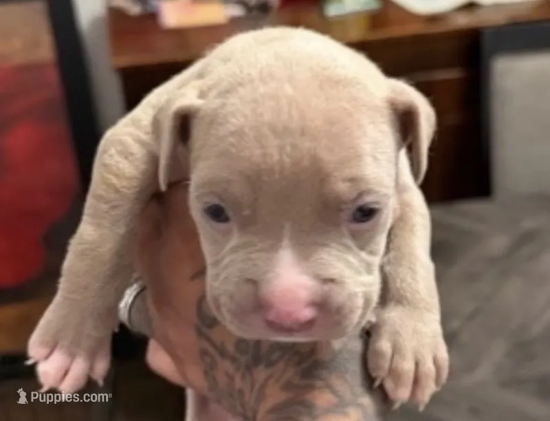 Fawn male 1 – American Bully puppy for sale in Morristown, NJ