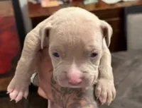Fawn male 1, a male American Bully for sale in Morristown, NJ – 1 of 2