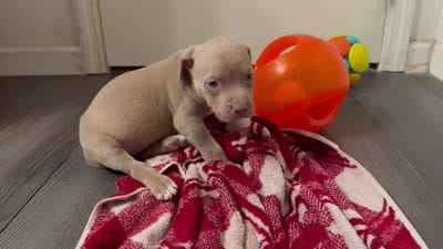 Male 1 XL, a male American Bully for sale in Morristown, NJ – 4 of 4