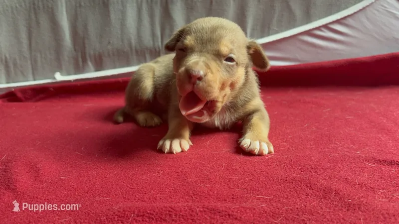 Tri color male 3 – American Bully puppy for sale in Morristown, NJ