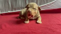 Tri color male 3, a male American Bully for sale in Morristown, NJ – 2 of 10