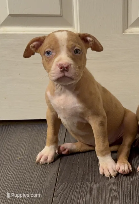 Pup 2 – American Bully puppy for sale in Morristown, NJ