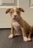 Pup 2, a female American Bully for sale in Morristown, NJ – 1 of 1