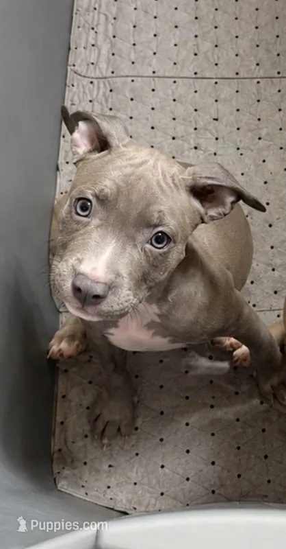 Blue female 1 – American Pit Bull Terrier puppy for sale in Morristown, NJ